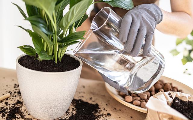 Água e sol na medida certa para o seu lírio-da-paz ter sempre flores bonitas: aprenda como cultivar a planta com essa experiente jardineira