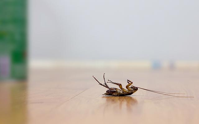 O que significa encontrar uma barata morta com as pernas para cima na cozinha mesmo quando ela está bem limpinha? Saiba o que fazer