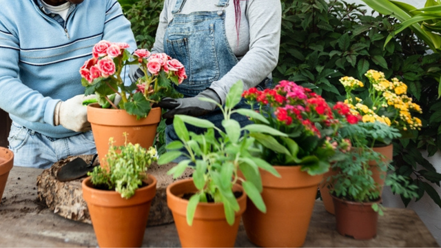 Sua casa florida em pouco tempo: 7 tipos de flores que crescem rápido