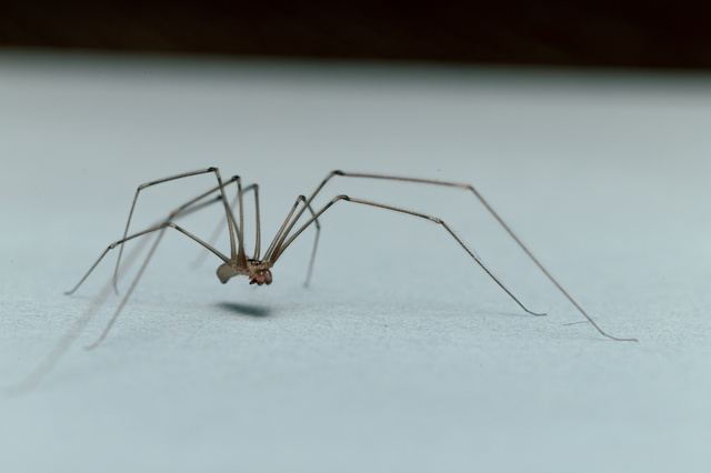 O que significa a presença de aranhas em casa? Descubra se esses aracnídeos representam algum perigo e como manter a sua casa segura