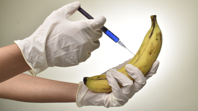 O que os cientistas estão fazendo para SALVAR A BANANA nos campos agrícolas?