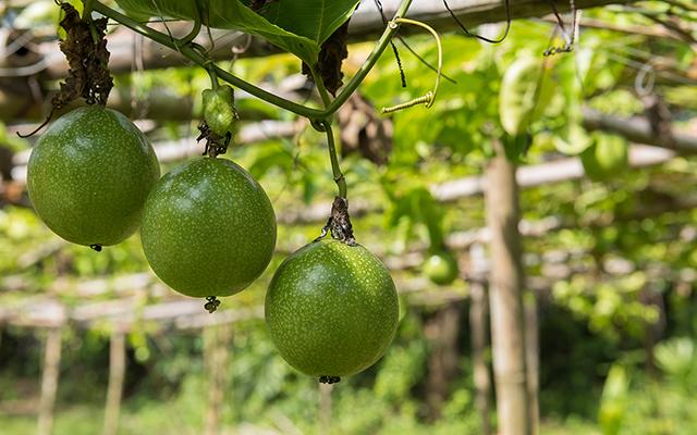 Poucos sabem, mas essas são as etapas para plantar maracujá no quintal e colher belos frutos