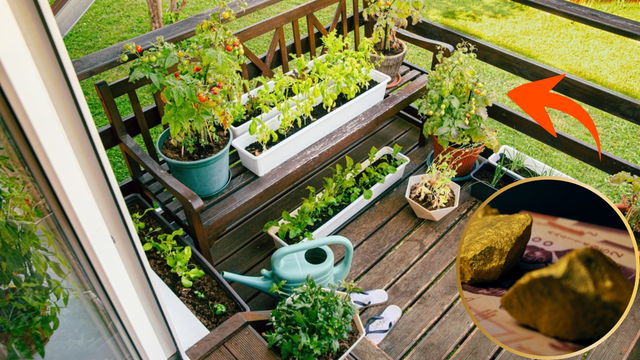 Que história é essa de cultivar ouro em casa? A descoberta científica que pode revolucionar seu jardim
