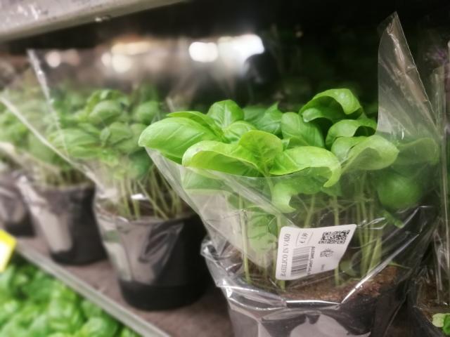 Veja por que o manjericão em vaso do supermercado morre rapidamente