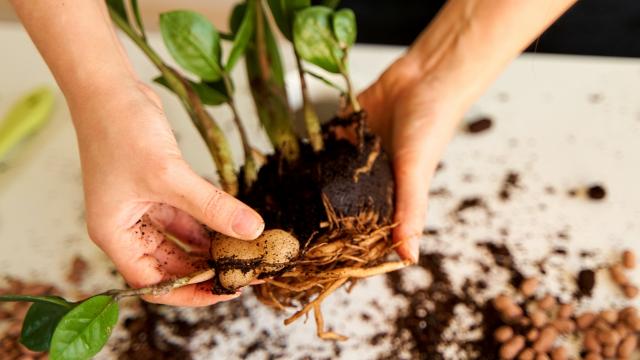 Siga o passo a passo para resolver salvar uma zamioculca com excesso de água (Créditos: Shutterstock) 