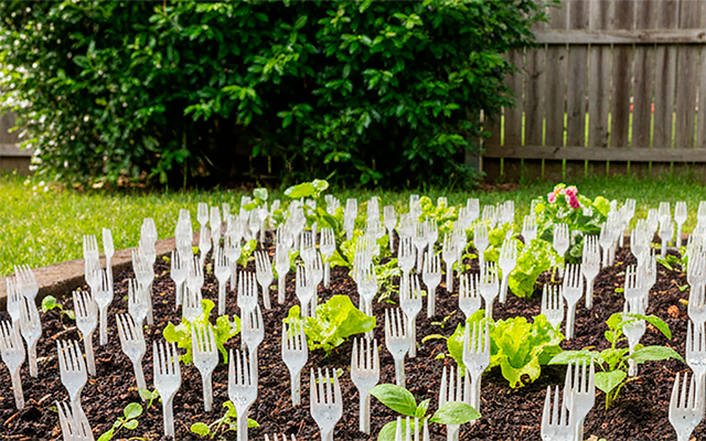 Pouca gente sabe, mas jardineiros experientes recomendam usar garfos de plástico na terra