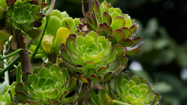 Borrifar álcool em suculentas: para que serve e quando é melhor fazê-lo