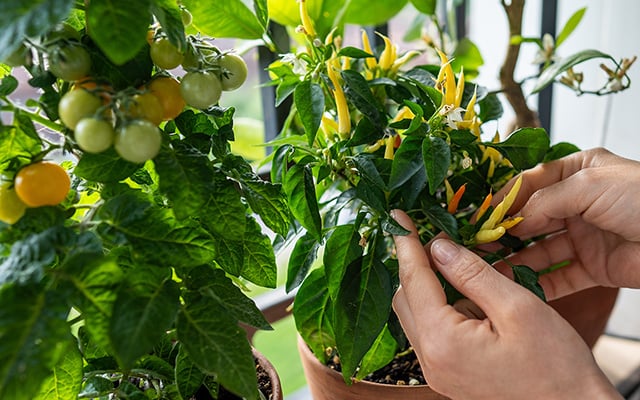 O que significa quando o tomate está com folhas amareladas? Saiba como recuperar a planta e ter mais frutos