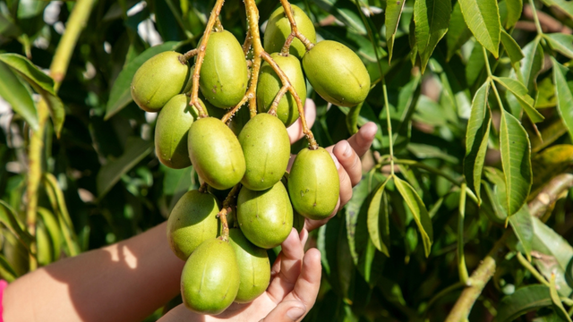 Conheça a fruta tropical que nasce em qualquer lugar e ajuda na digestão