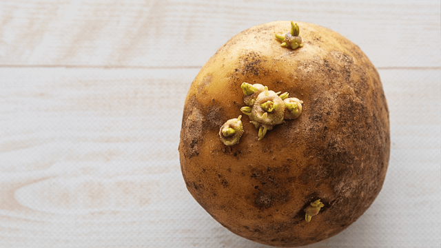Nem toda batata com brotos precisa ser descartada, mas alguns sinais exigem atenção. (Foto: Canva)