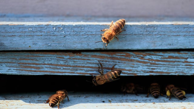 Entenda os significados por trás da presença de abelhas ao redor de casa (Créditos: Freepik)