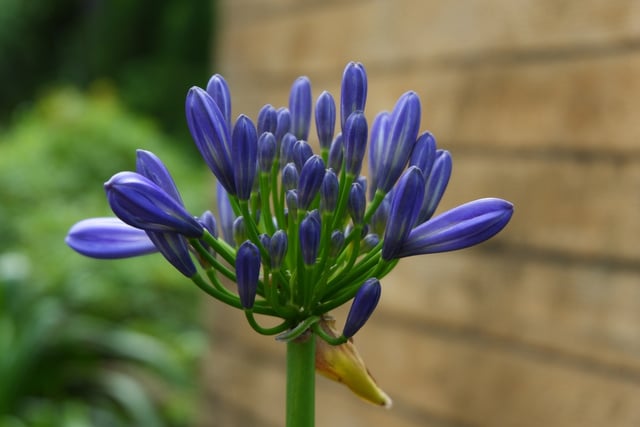 Jardineiros concordam: esta planta colorida resiste ao frio e é ideal para plantar no outono