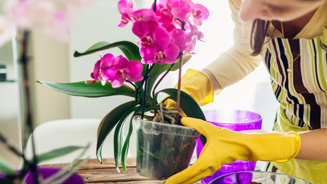 Como reviver uma orquídea: aqui estão os segredos para fazê-la florescer novamente