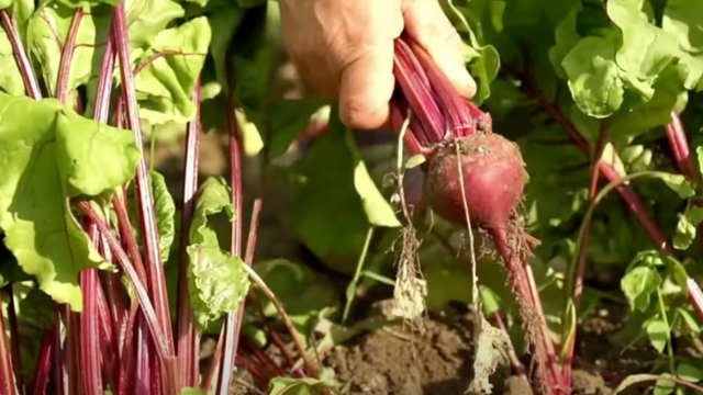 Beterraba livre de agrotóxicos só plantando em casa: esse é o melhor passo a passo para plantar em vaso ou no canteiro e com dicas de cultivo!