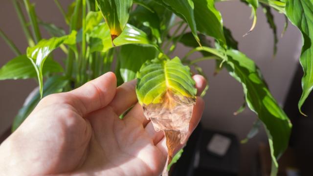 O truque que sempre dá certo para salvar plantas com as pontas das folhas ficando marrons