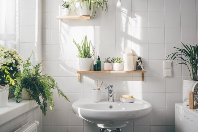 Essas são as melhores plantas para decorar o banheiro: "Crescem muito bem num ambiente úmido e abafado"