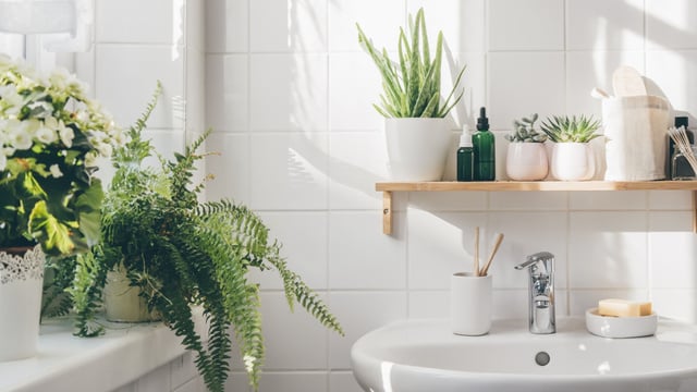 Espalhe plantas em toda a sua casa, inclusive nos banheiros: 5 opções para cultivar e dar mais vida a esse cômodo
