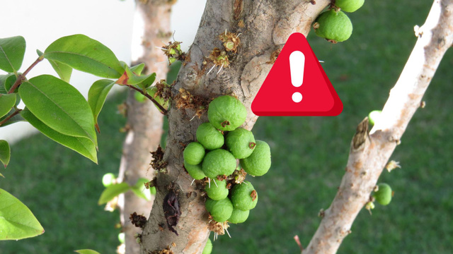 Pouca gente sabe: fruta mais rara do Brasil é rica em vitaminas, mas pode entrar em extinção a qualquer momento