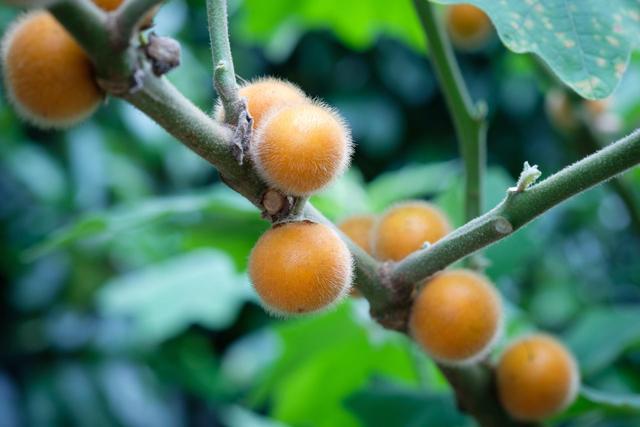 Fruta esquecida por muitos tem 10 vezes mais vitamina C que a laranja e outros benefícios