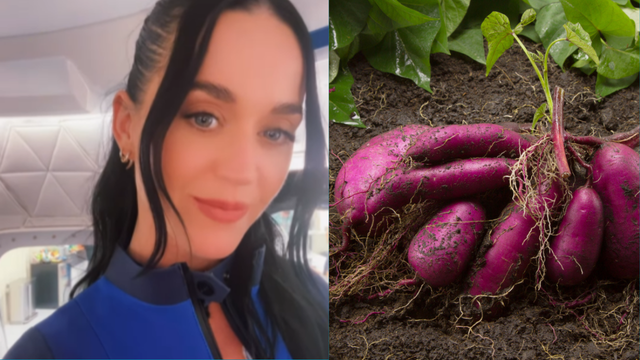 A batata-doce de Katy Perry: como foguete com a cantora coloca o Brasil na agricultura espacial e exalta cientistas brasileiros