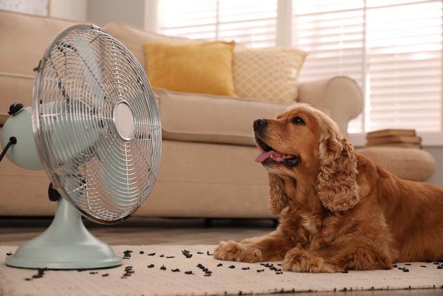 Minha prima arquiteta me ensinou o truque para refrescar a casa no verão só com um ventilador, minha conta de luz agradece!