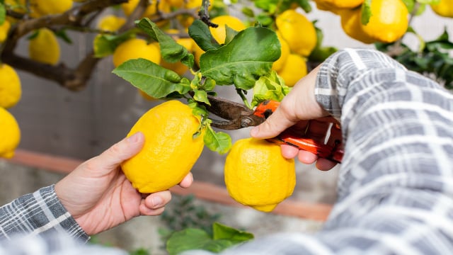 Guia prático para plantar um limoeiro em casa: o TudoGostoso ensina os cuidados que aceleram a produção de frutos