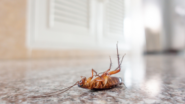 Algumas plantas aromáticas podem ajudar a manter esses insetos longe. (Créditos: Canva)