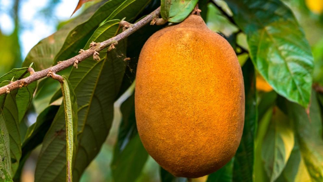 Cupuaçu: conheça os benefícios de comer a fruta todos os dias