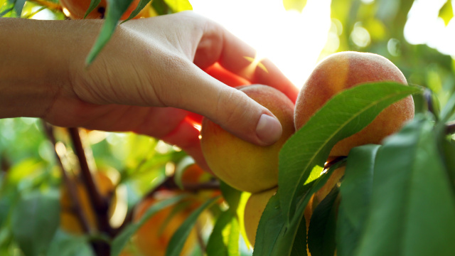 A primavera chegou: veja as melhores plantas para cultivar nesse período e aproveitar uma colheita farta