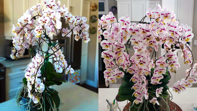 O conselho desse jardineiro que cultivou uma orquídea com 159 flores é valioso: "Eu não entendia isso até ter cultivado por vários anos"