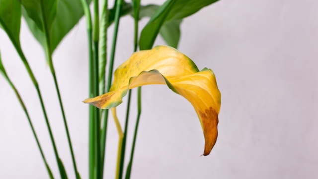 O seu lírio-da-paz ficou ressecado? Não precisa se preocupar! Veja os motivos desse problema e como resolver