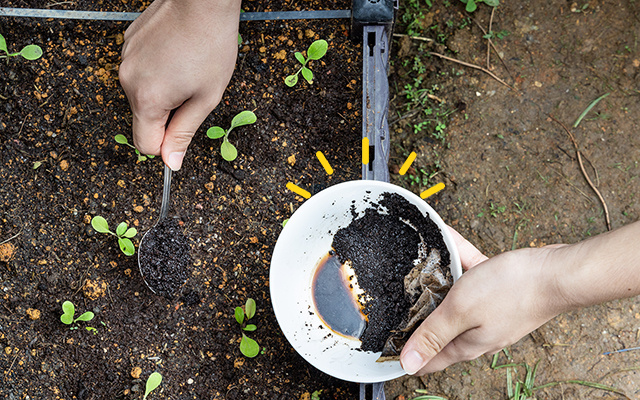 Afinal, a borra do café é ou não um adubo para as suas plantas? Esse jardineiro tem a resposta definitiva