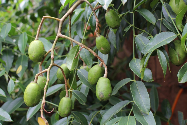 Essa fruta bem docinha que os brasileiros estão plantando tem mais benefícios do que você imagina