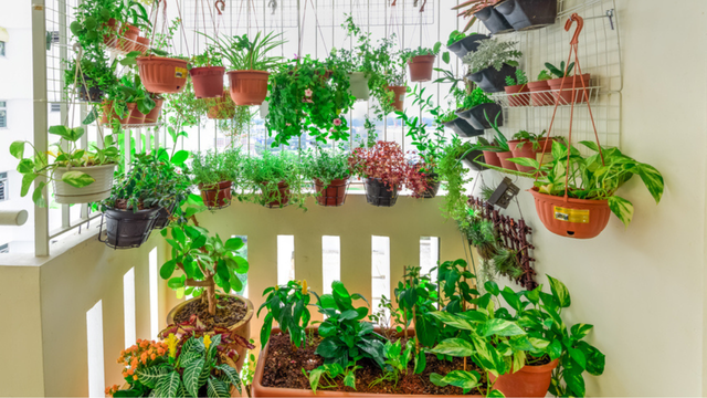 Especialista ensina como transformar sua varanda em uma mini horta cheia de vida e com ajuda tecnológica simples