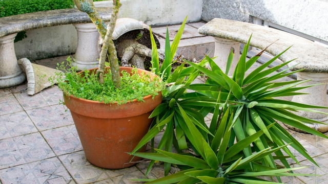 Chuva forte à vista: o que fazer com suas plantas antes da chegada do ciclone