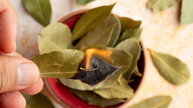 Queimar folhas de louro em casa é um hábito que minha avó me ensinou: um verdadeiro tesouro para o corpo e mente
