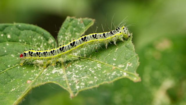 Adeus lagartas no jardim: descobri essa solução imbatível para resolver esse problema com um jardineiro especializado
