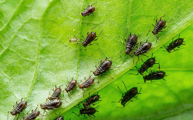 O terror dos jardineiros pode ser evitado rapidamente: 4 remédios naturais eficazes para pulgões