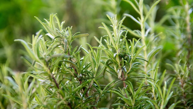 A erva aromática associada à melhora da memória e à redução do estresse. Especialistas explicam seus múltiplos benefícios para o corpo