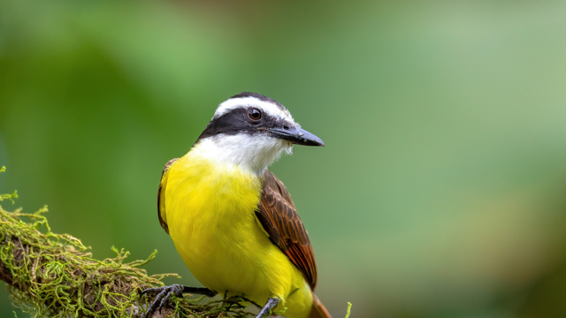 O que significa quando um Bem-te-vi te viu? Isso pode sinalizar algo importante para a sua vida!