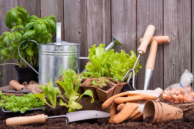 Horta em casa: confira algumas dicas para cultivar suas próprias hortaliças e temperos