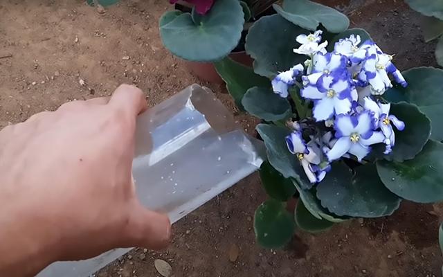 Fiz essa mistura caseira para uma orquídea que estava quase morrendo e agora não para de sair raízes