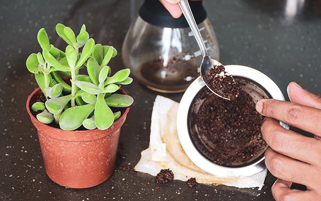 É só misturar café com canela e não precisa mais comprar no mercado: "Fiz para as minhas plantas, deu certo!"