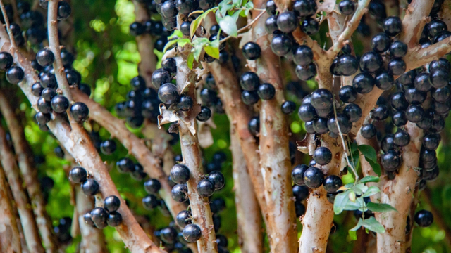 Da árvore esquecida ao laboratório: como sabores antigos estão sendo cientificamente redescobertos em pesquisa sobre frutas nativas