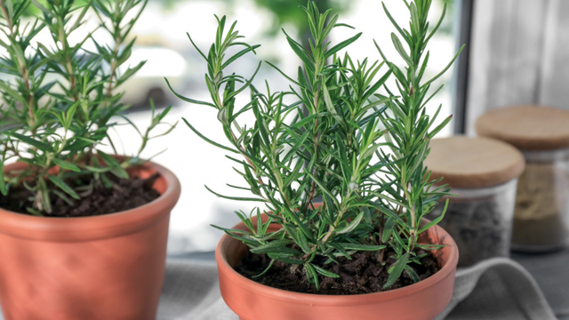 Nem no chá, nem em receitas: truque com alecrim para afastar mosquitos e aromatizar a casa