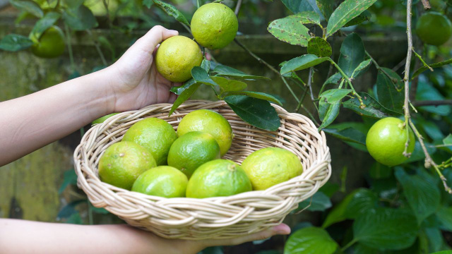 Pimenta-do-reino no limoeiro: por que você deve usar esse truque e como fazê-lo