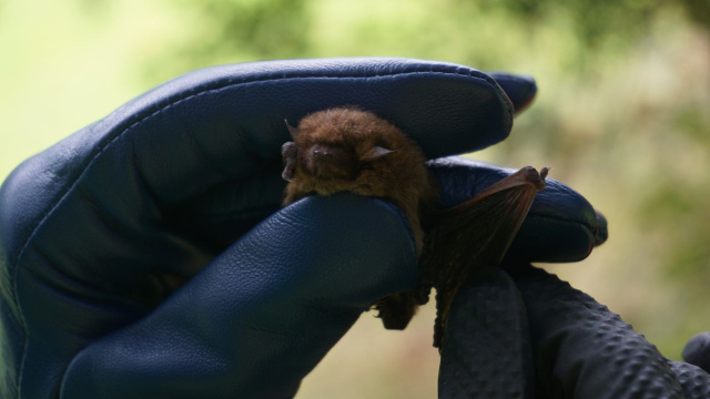 Laura Marise, mestre em biociências: "Se entrarem morcegos na sua casa, não mate"; aqui está o que você deve fazer