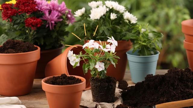 Uma colher desse adubo e veja uma explosão de flores acontecer nas suas plantas: aprendi essa dica com um jardineiro e funciona mesmo!
