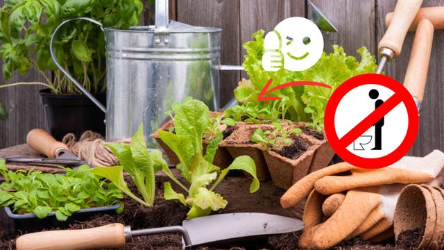 Cientistas apostam em urina humana para cultivar horta e revelam como VOCÊ pode fazer o fertilizante natural em casa