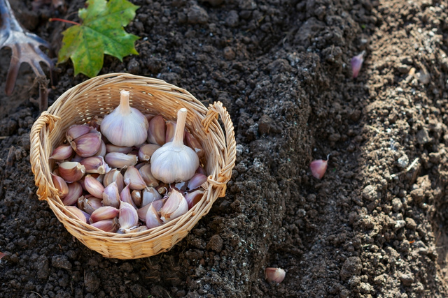 Use o alho desta forma em suas plantas e árvores e diga adeus a qualquer praga